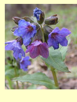  ,   (Pulmonaria officinalis L.)